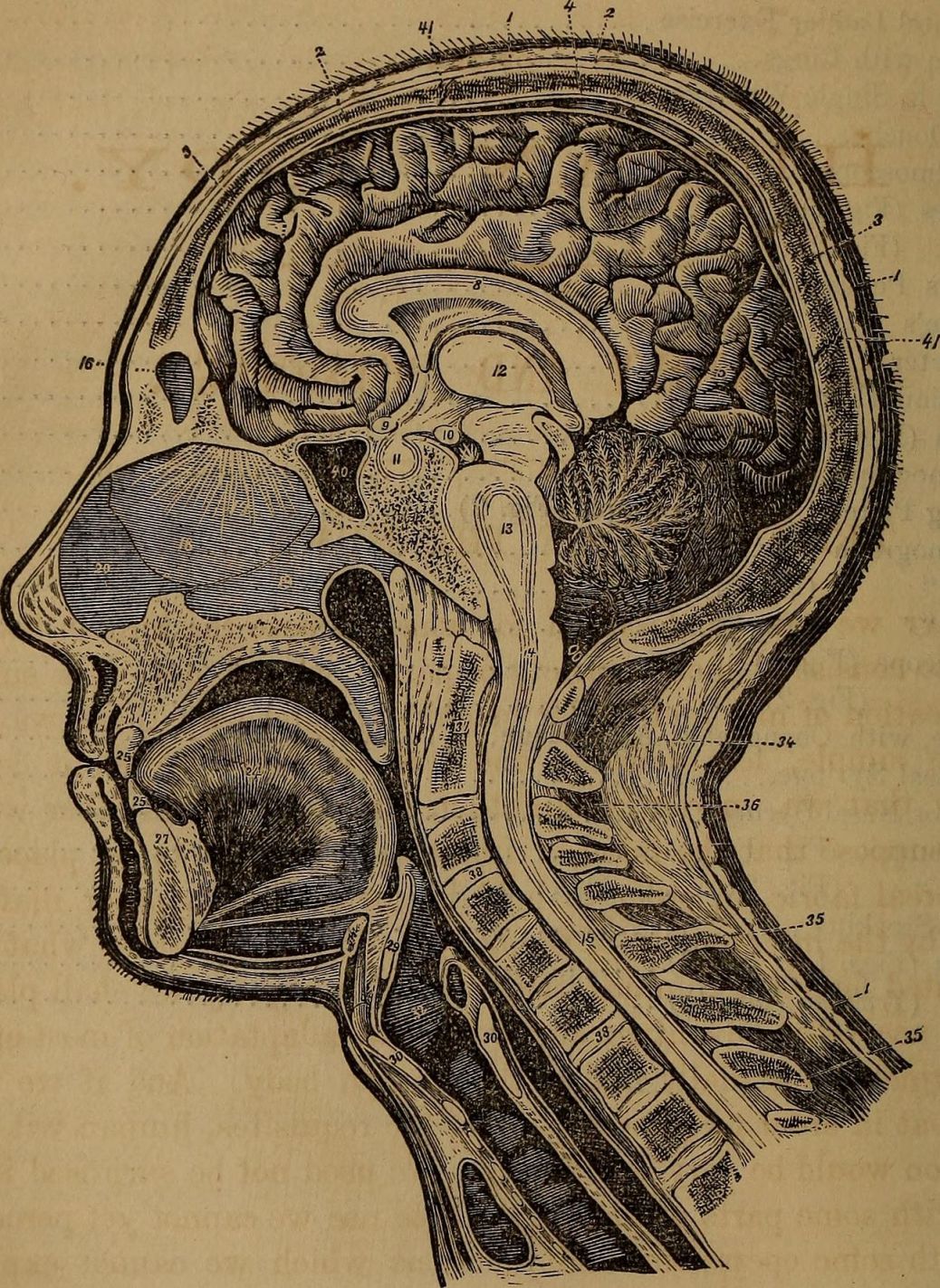Identifier: ourhomephysician00bear (find matches)Title: Our