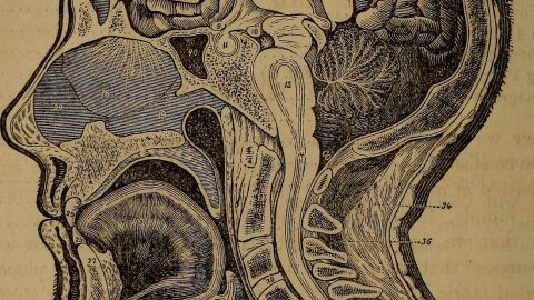 Identifier: ourhomephysician00bear (find matches)Title: Our