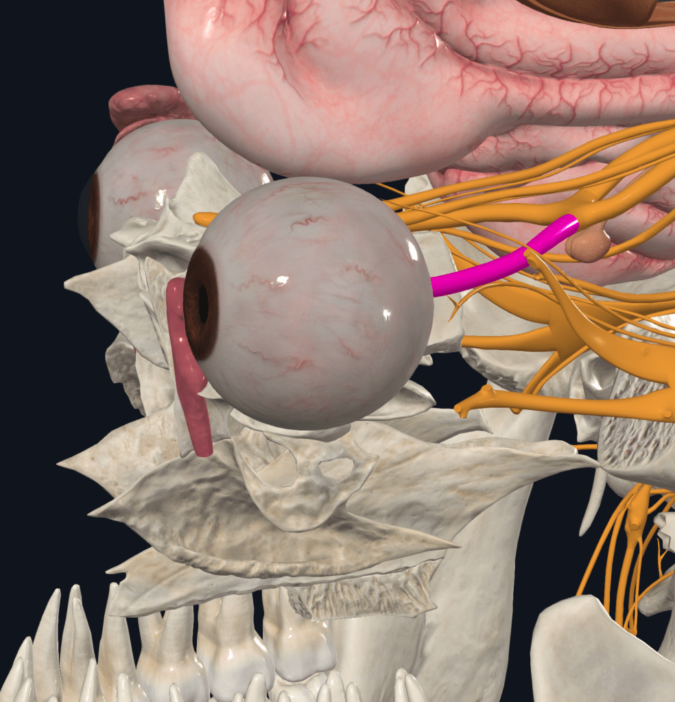 Optic nerve 시신경 